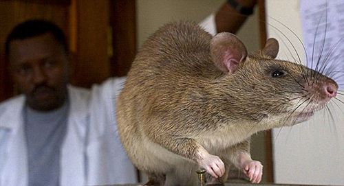 巨鼠入侵美国佛罗里达州 体重达4公斤