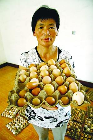 千只蛋鸡集体拒绝下蛋 要下就下畸形蛋